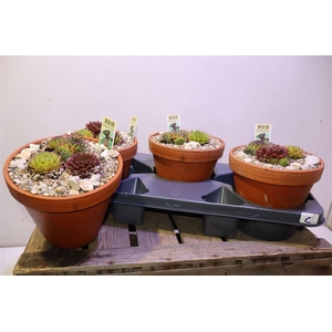 Arr Sempervivum In Terra Cotta