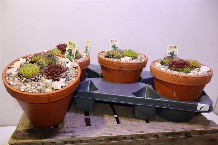 <h4>Arr Sempervivum In Terra Cotta</h4>