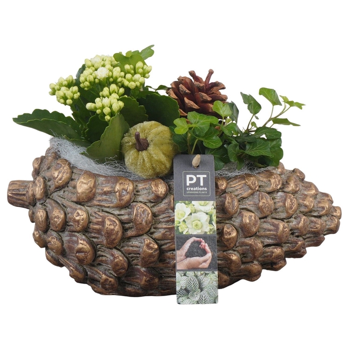 <h4>Arr.   Planten L%</h4>