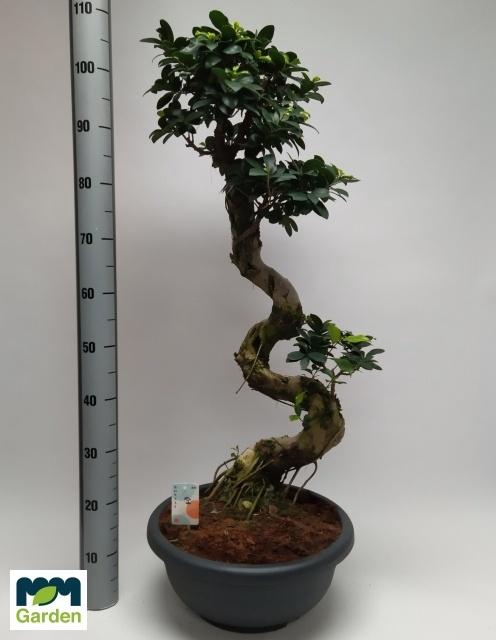 <h4>FIC MI GINSENG</h4>