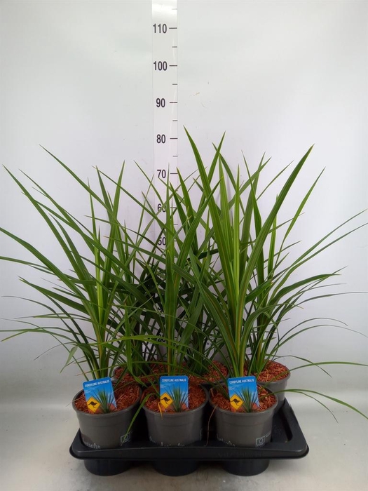 <h4>Cordyline indivisa 'Peko'</h4>