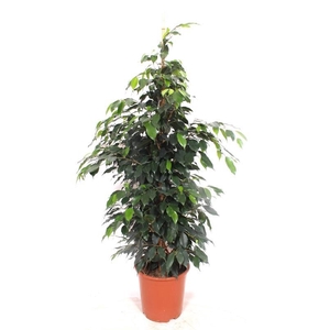 Ficus Danielle