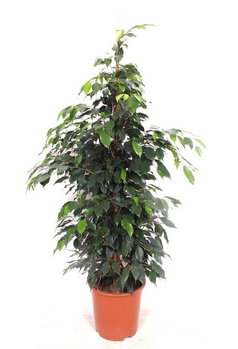 <h4>Ficus Danielle</h4>