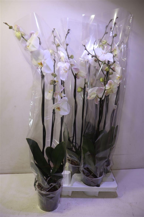 <h4>arr8 Phal Ov Wit</h4>