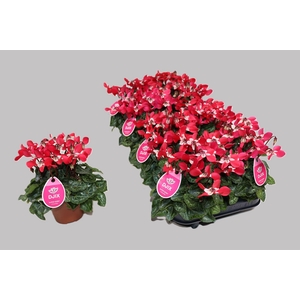 Cyclamen KL 'Djix'