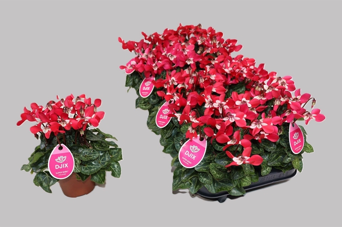 <h4>Cyclamen KL 'Djix'</h4>
