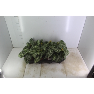 APHELANDRA P15 MIN 2 FLS