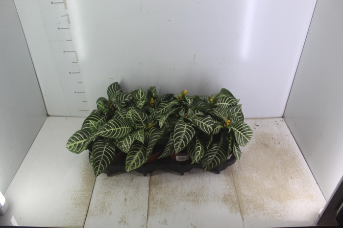 <h4>APHELANDRA P15 MIN 2 FLS</h4>
