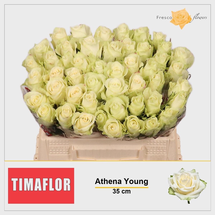 <h4>R GR ATHENA</h4>