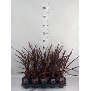 Cordyline austr. 'Red Star'
