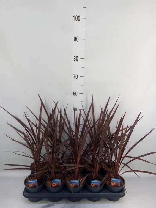 <h4>Cordyline austr. 'Red Star'</h4>