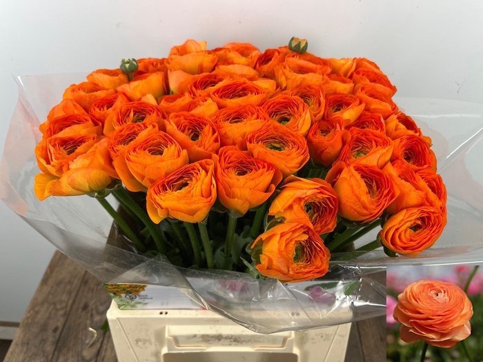 <h4>RAN SU LAMBADA</h4>