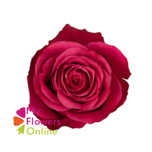 R Gr Cherry-O! Hot Pink 50cm EC