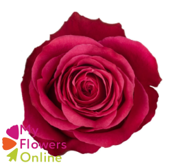 <h4>R Gr Cherry-O! Hot Pink 50cm EC</h4>