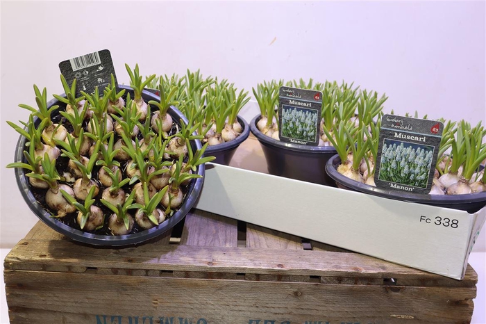 <h4>arr8 Muscar Manon</h4>