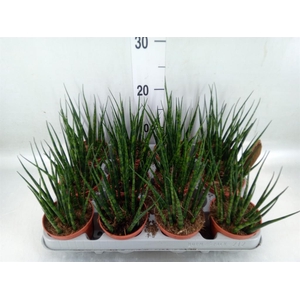 Sansevieria  'Fernwood'