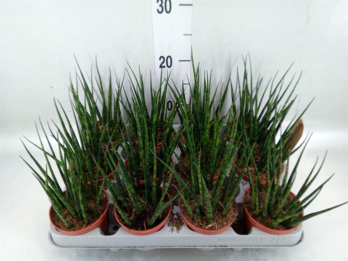 <h4>Sansevieria 'Fernwood'</h4>