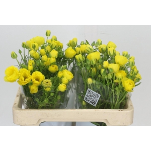 Ranunculus Butterfly Phytalos