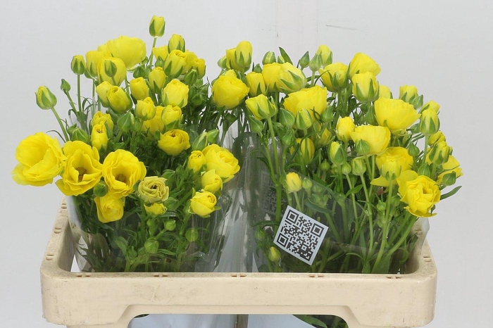 <h4>Ranunculus Butterfly Phytalos</h4>