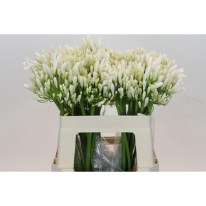 Agapanthus EYFORI White