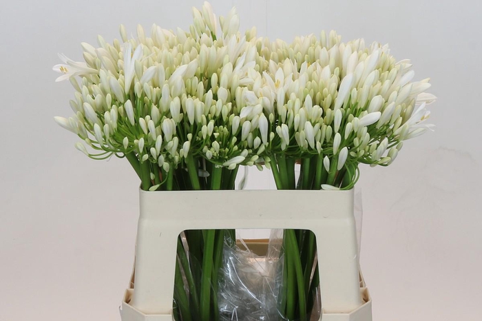 <h4>Agapanthus EYFORI White</h4>