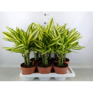 Dracaena frag.   ...