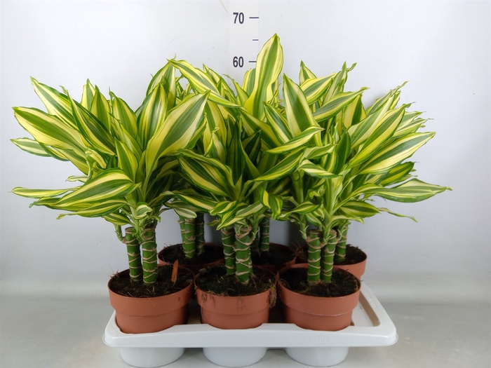 <h4>Dracaena frag.   ...</h4>
