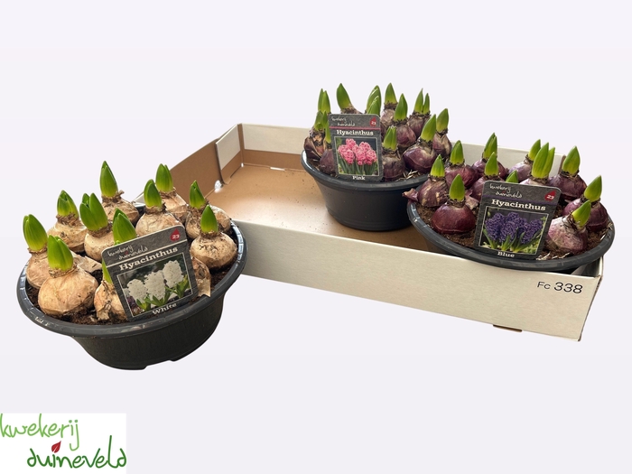 <h4>HYACIN GEM 3 KL</h4>