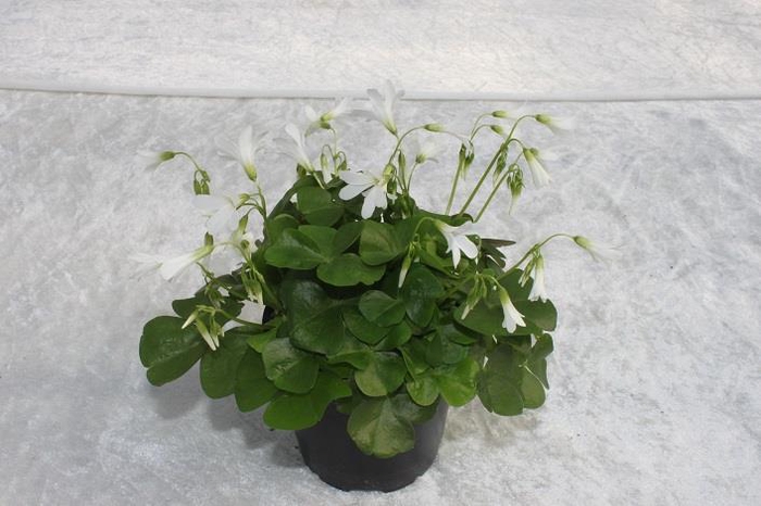 <h4>OXALIS REGNELLII</h4>