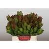 Leucadendron Goldstrike