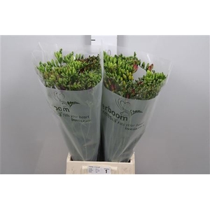 Fr En Gemengd 20gr