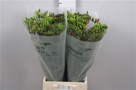 <h4>Fr En Gemengd 20gr</h4>