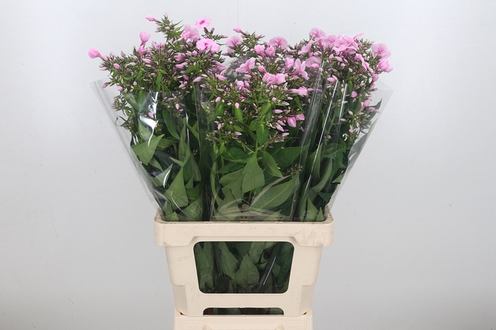 <h4>Phlox P Sweet Lexy</h4>