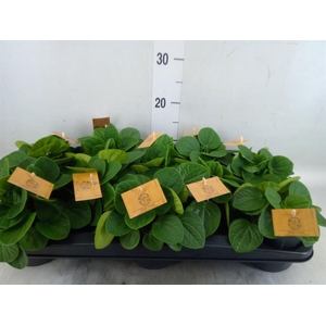 Peperomia albov. 'Rana Verde'