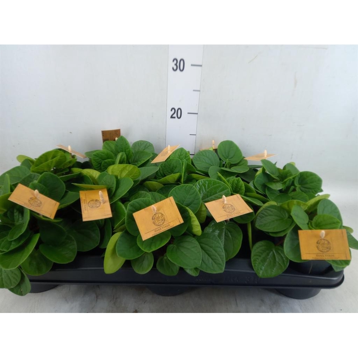 <h4>Peperomia albov. 'Rana Verde'</h4>