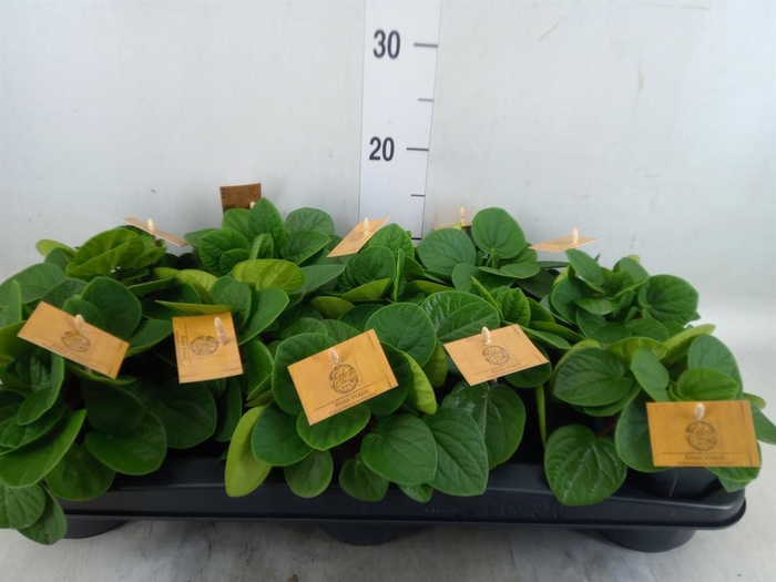 <h4>Peperomia albov. 'Rana Verde'</h4>