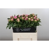 Paeonia Monsieur Jules Elie