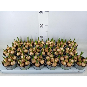 Muscari  'Magic White'