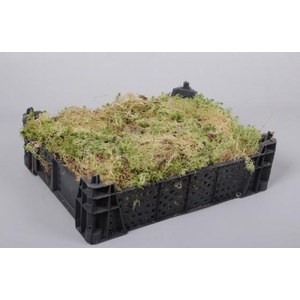 SPHAGNUM KIST