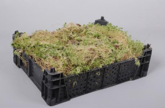 SPHAGNUM KIST