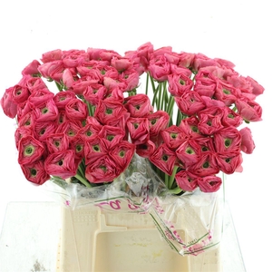 Ran Su Sr Bolero Cerise 1a