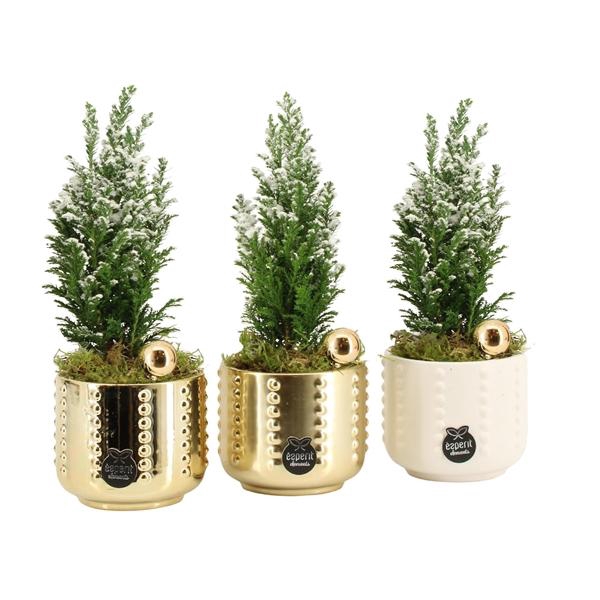 <h4>61847: X-mas arrangement</h4>