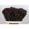 Leucadendron Saf Sunset Dark R.