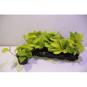 arr8 Epipr Golden Pothos
