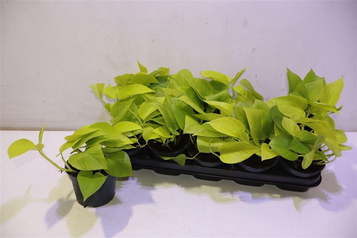 <h4>arr8 Epipr Golden Pothos</h4>