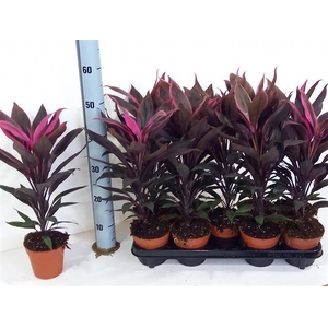 Cordyline Fruticosa Tango 12Ø 50cm 1pp