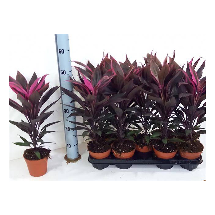 <h4>Cordyline Fruticosa Tango 12Ø 50cm 1pp</h4>