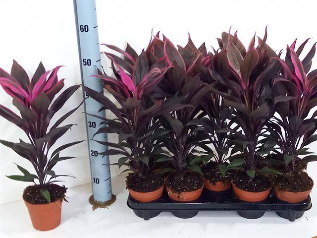 Cordyline Fruticosa Tango 12Ø 50cm 1pp