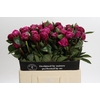 Paeonia Red Sarah