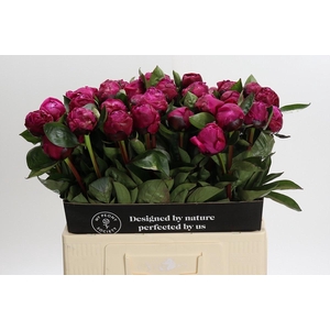 Paeonia Red Sarah Bernhardt